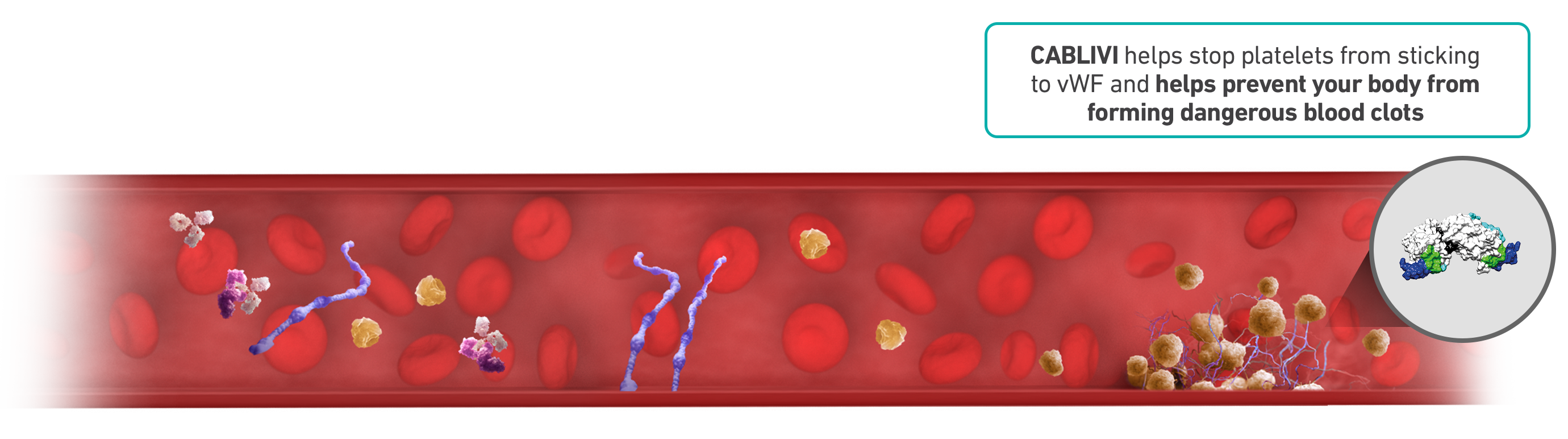 Immunosuppressive therapy (e.g., steroids) helps decrease the activity of your immune system, which is overactive during aTTP/iTTP. PEX replaces platelets and ADAMTS13 while removing overactive immune cells. CABLIVI (caplacizumab-yhdp), a small protein that targets a specific area of vWF to stop platelets from sticking to vWF, helps prevent blood clots from forming.