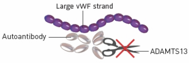 Large vWF strand that ADAMTS13 can't cut