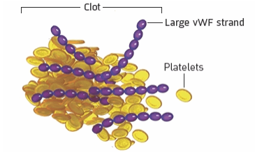 Blood clot made from platelets sticking to large vWF strands
