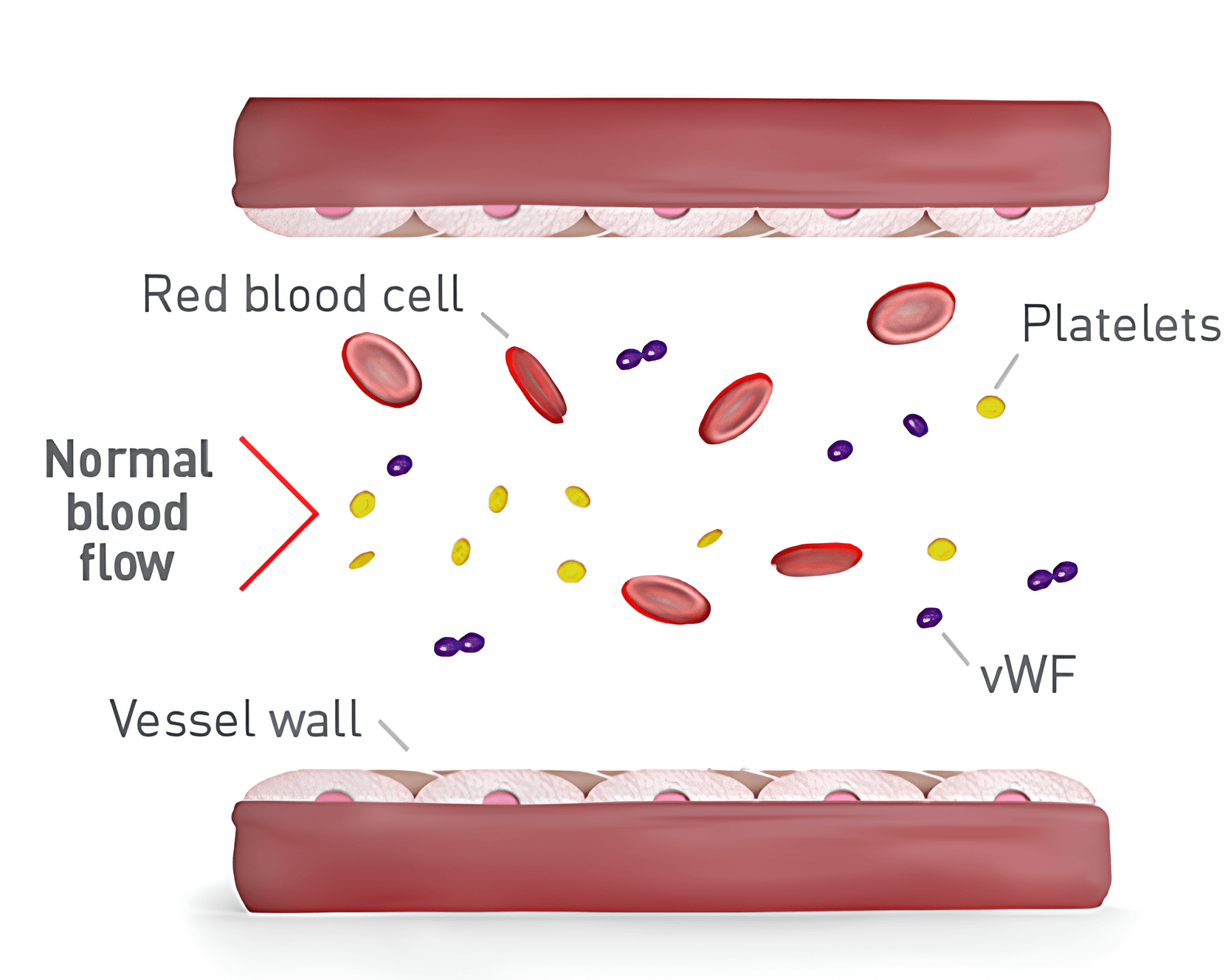 Normal blood flow with red blood cells, platelets, and vWF floating freely